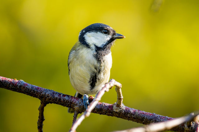 シジュウカラは何語を話す？